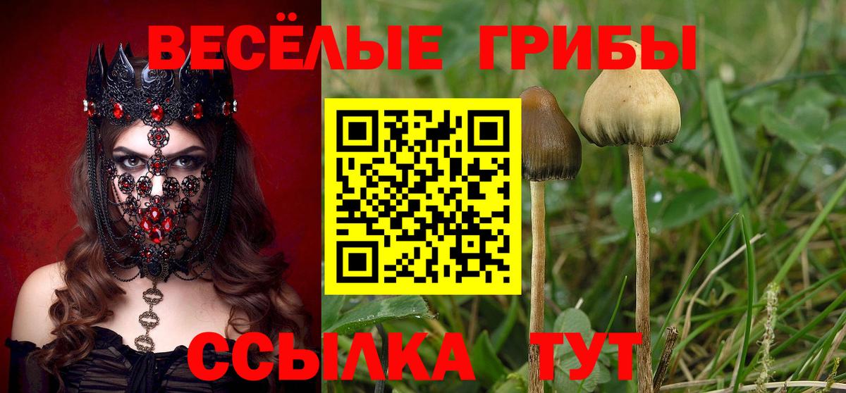Мончегорск  Галлюциногенные грибы прущие грибы  Вход с VPN  Псилоцибиновые грибы Psilocybe 